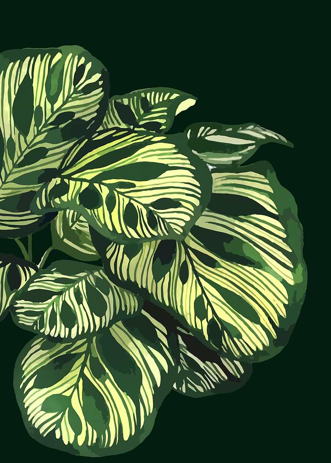 Calathea Makoyana