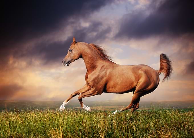 Horse Animal Cute Run