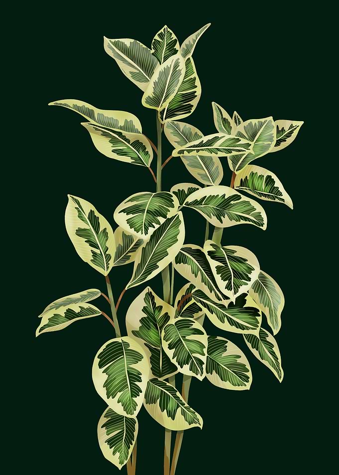 Ficus elastica Ruby
