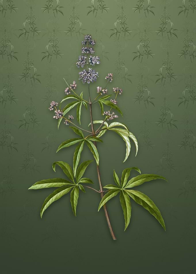 Vintage Chaste Tree