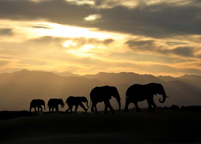 Elephants Animal Cute