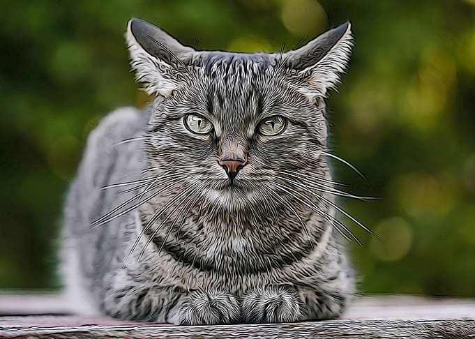 MACKEREL CAT