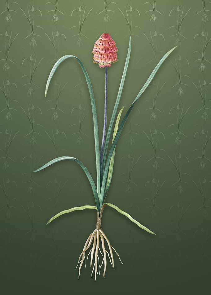 Veltheimia Abyssinica
