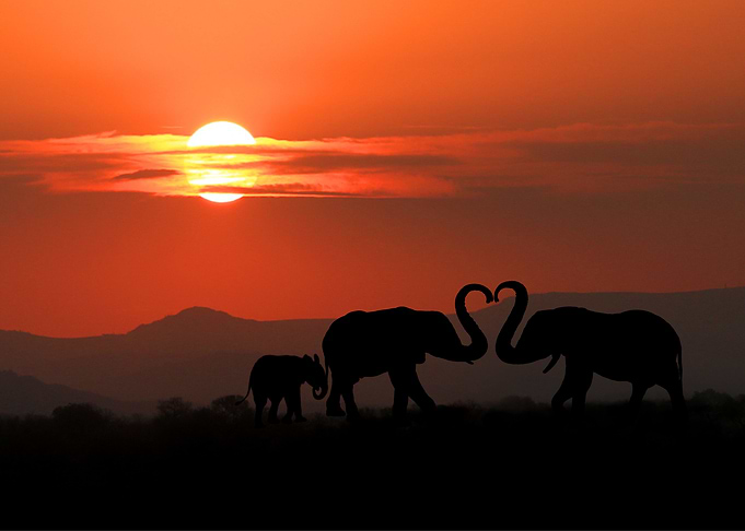 Elephants Animal Sunset