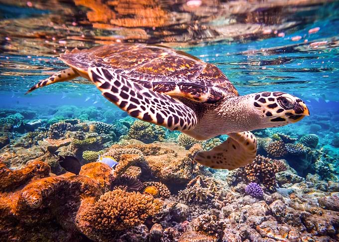 The Turtle Under The Sea