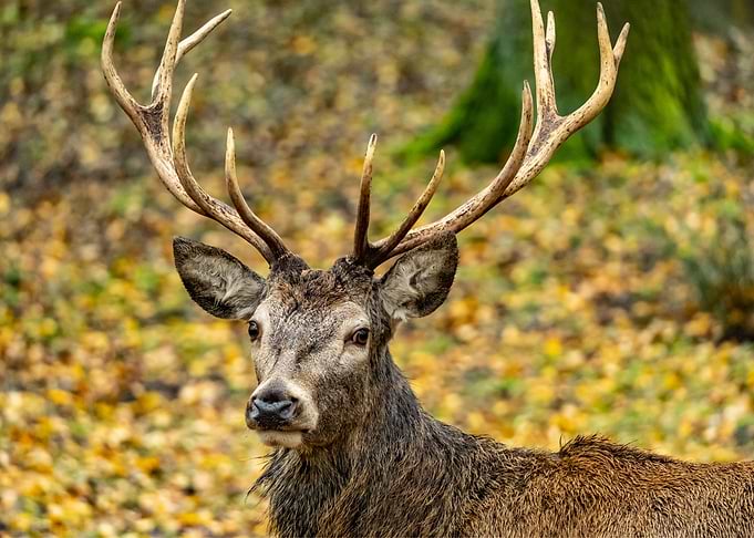 Deer Animal