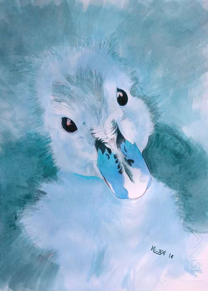 Duck Light Blue