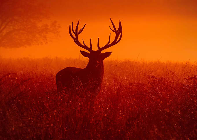 Deer Animal