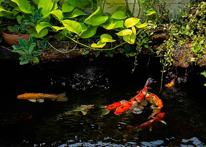 Koi Fish Animal