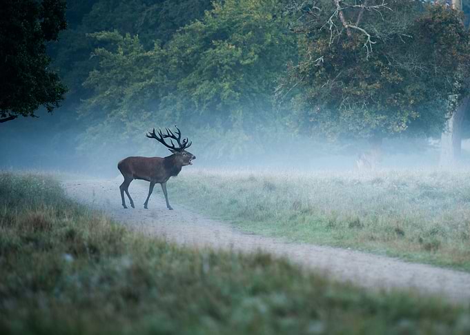 Deer Animal