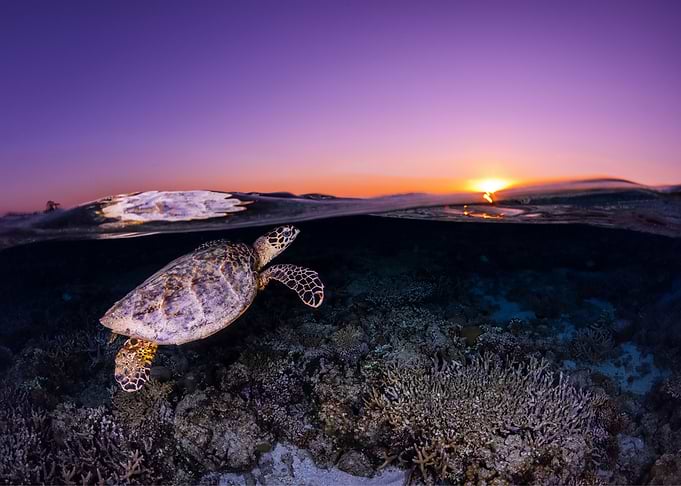 The Turtle