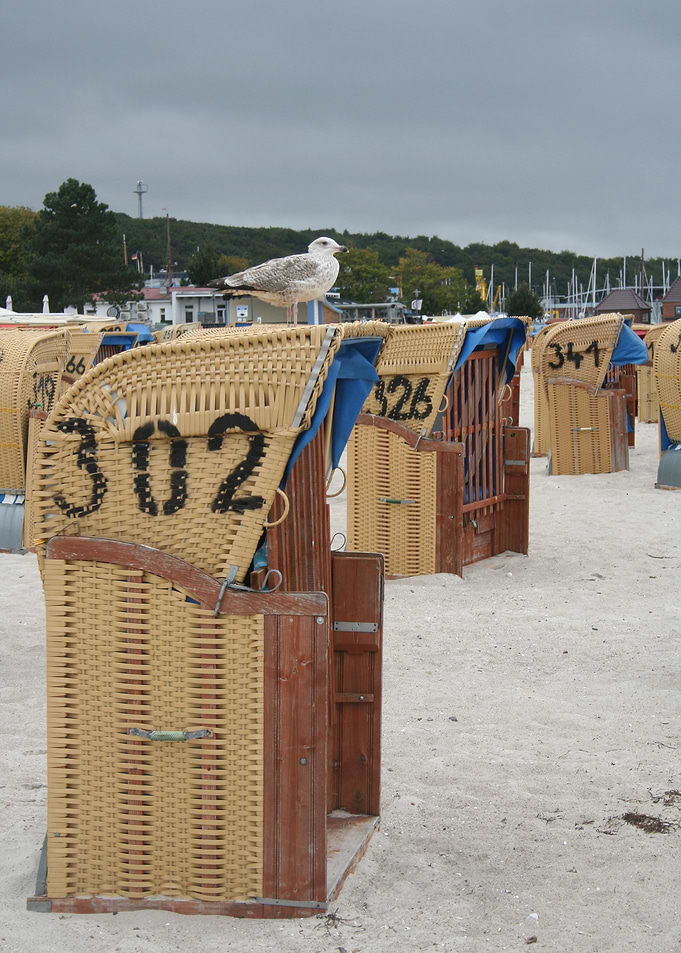 Moewe auf Strandkorbe