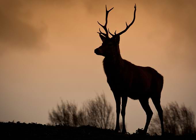 Deer Animal