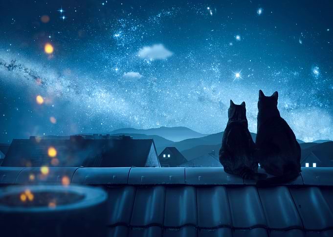 Cats looking at the stars
