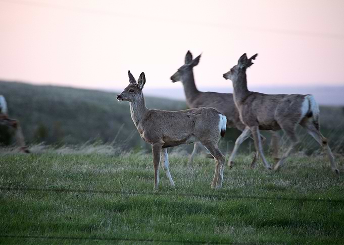 Deer Animal