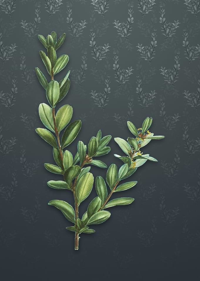 Buxus Colchica Bush
