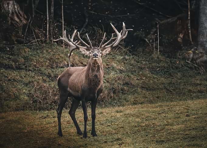 Deer Animal