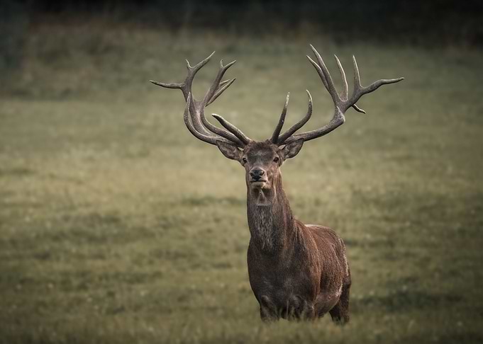 Deer Animal