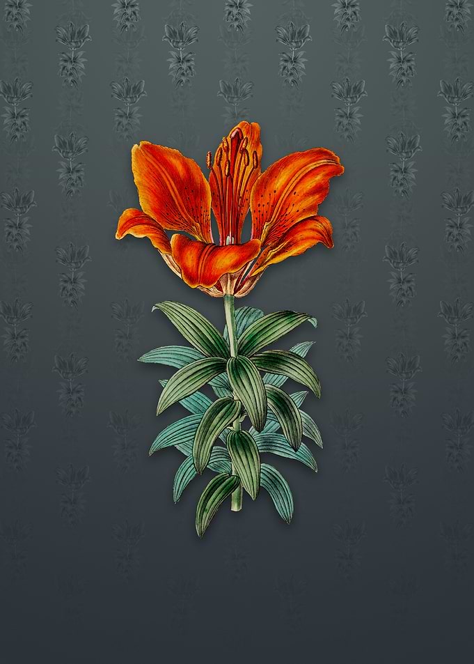 Blood Red Lily Flower