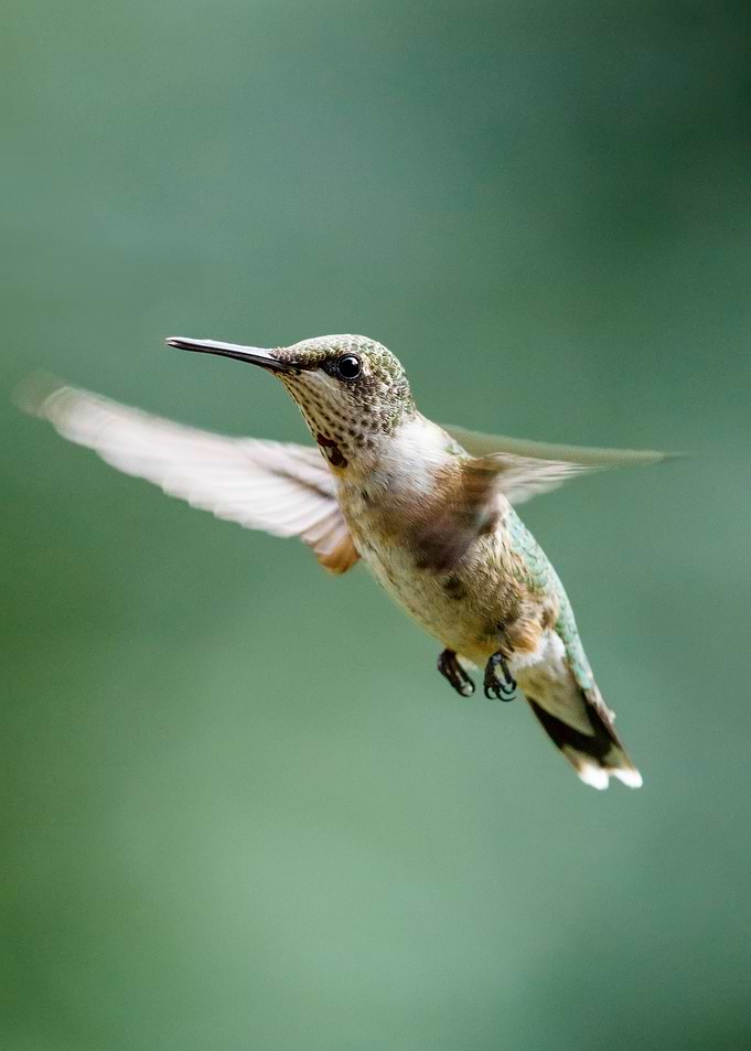 Hummingbird side view