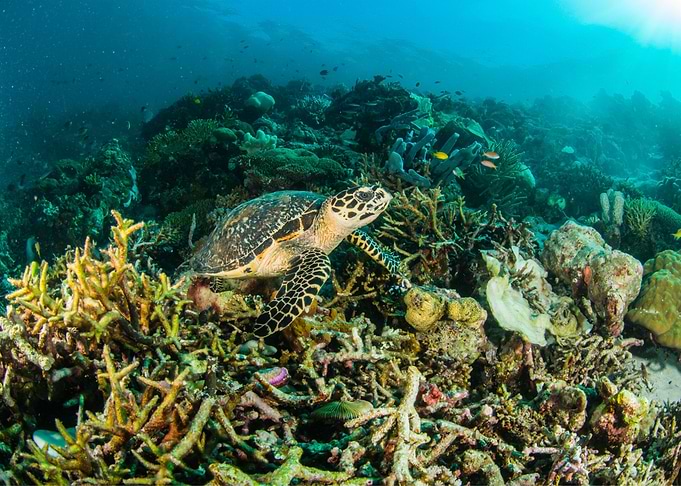 The Turtle Under The Sea