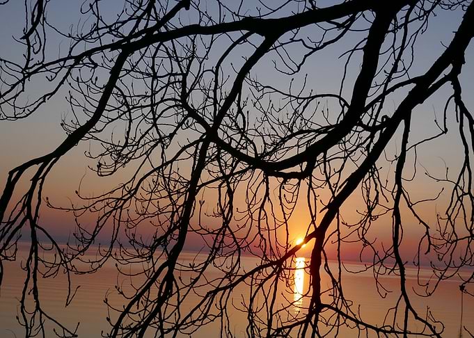 sundown tree