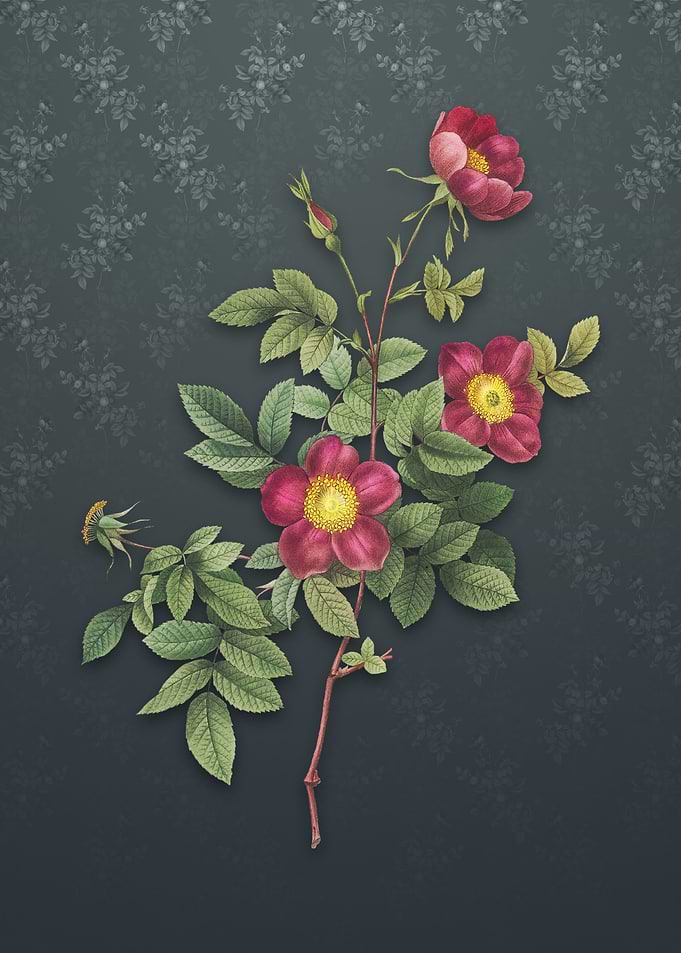 Vintage Alpine Rose