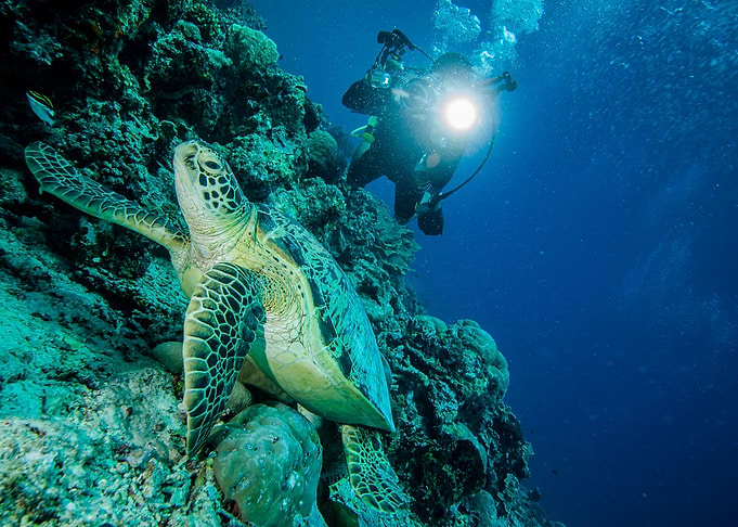 The Turtle Under The Sea