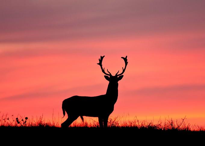 Deer Animal