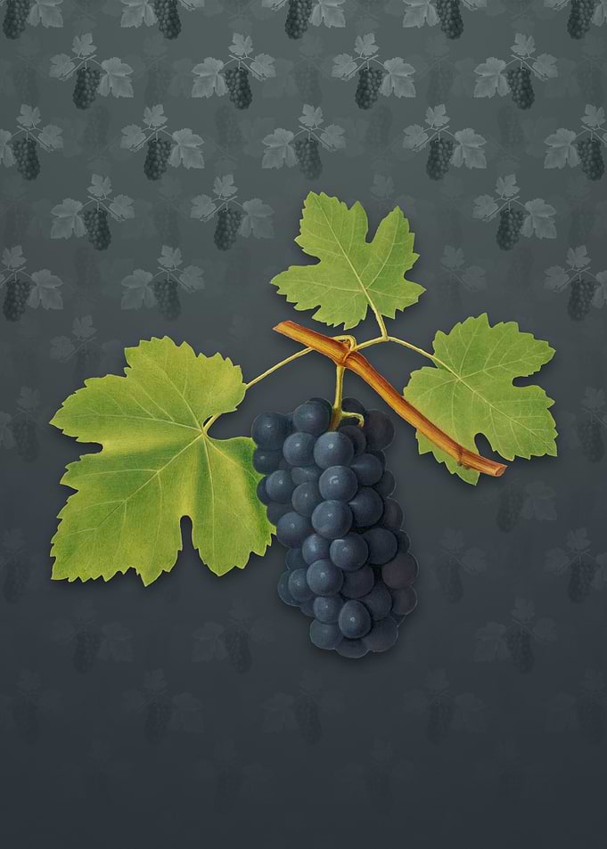 San Columbano Grapes