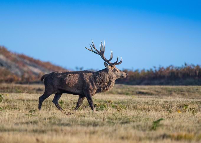 Deer Animal