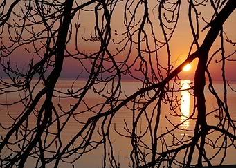 sundown tree 2