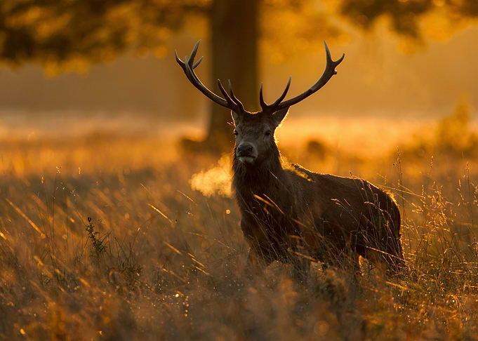 Deer Animal
