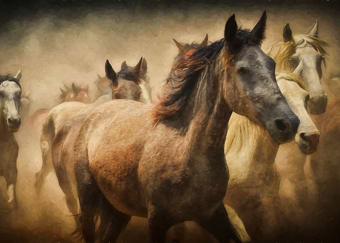 Mustangs on the free range