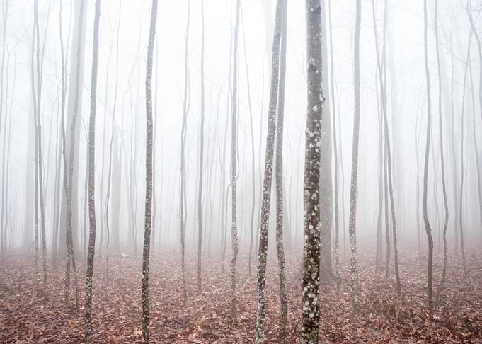 Misty Forests