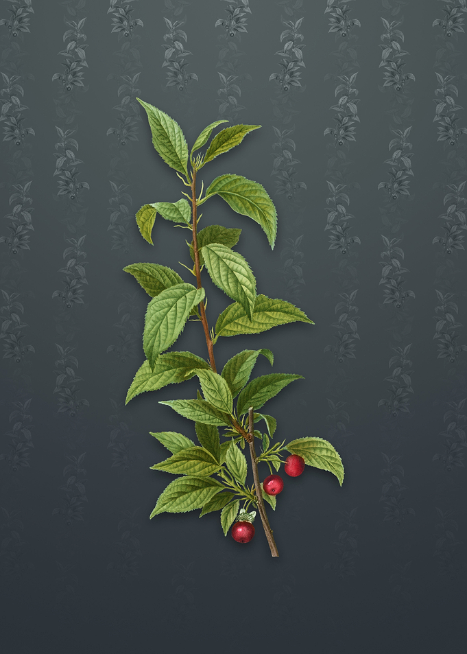 Cherry on Slate Gray