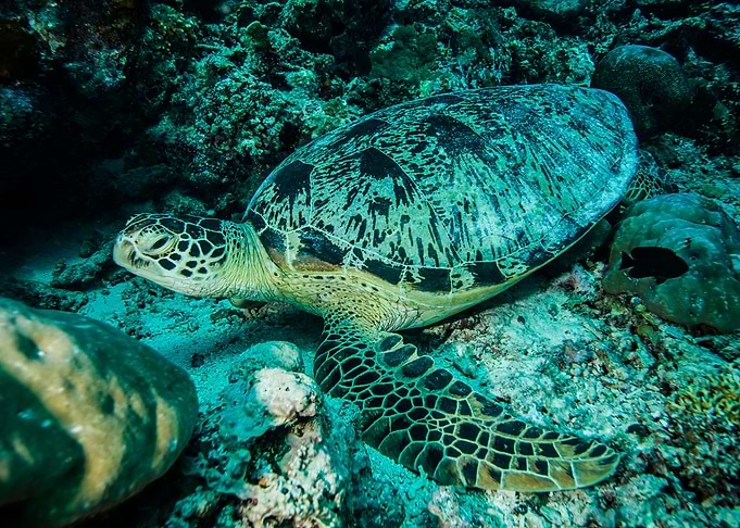 The Turtle Under The Sea