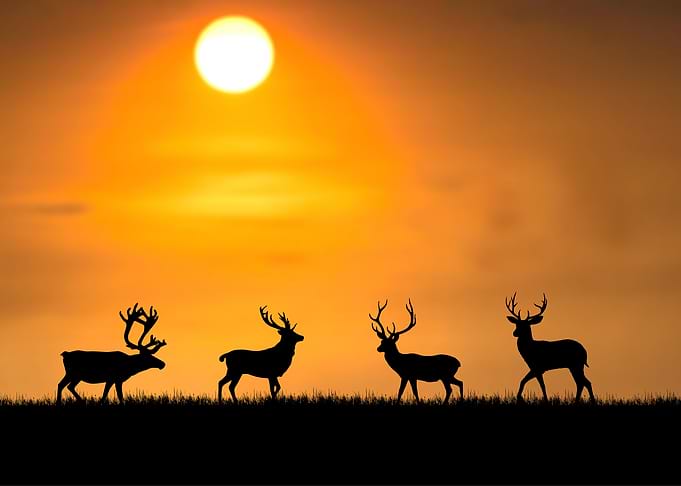 Deer Animal