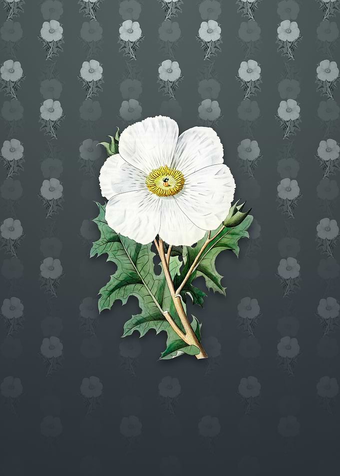 Mexican Poppy Flower