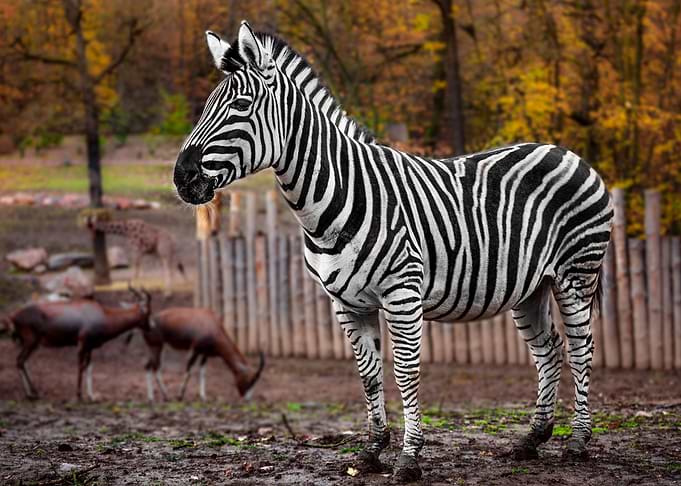 Zebra Animal