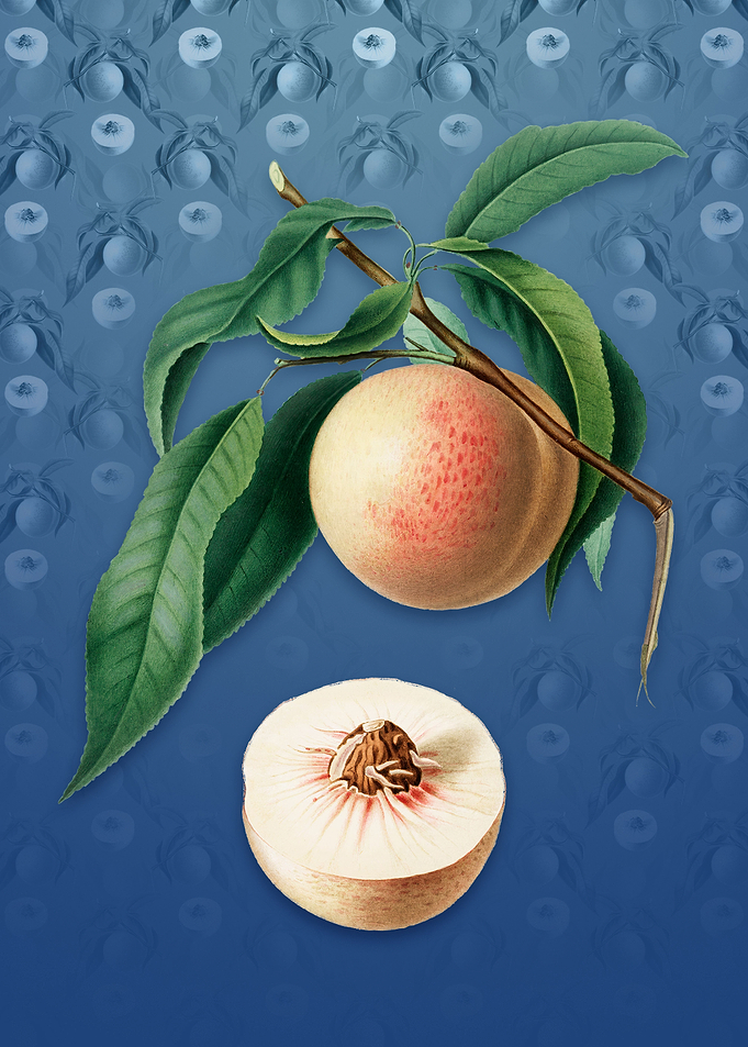 Peach on Bahama Blue