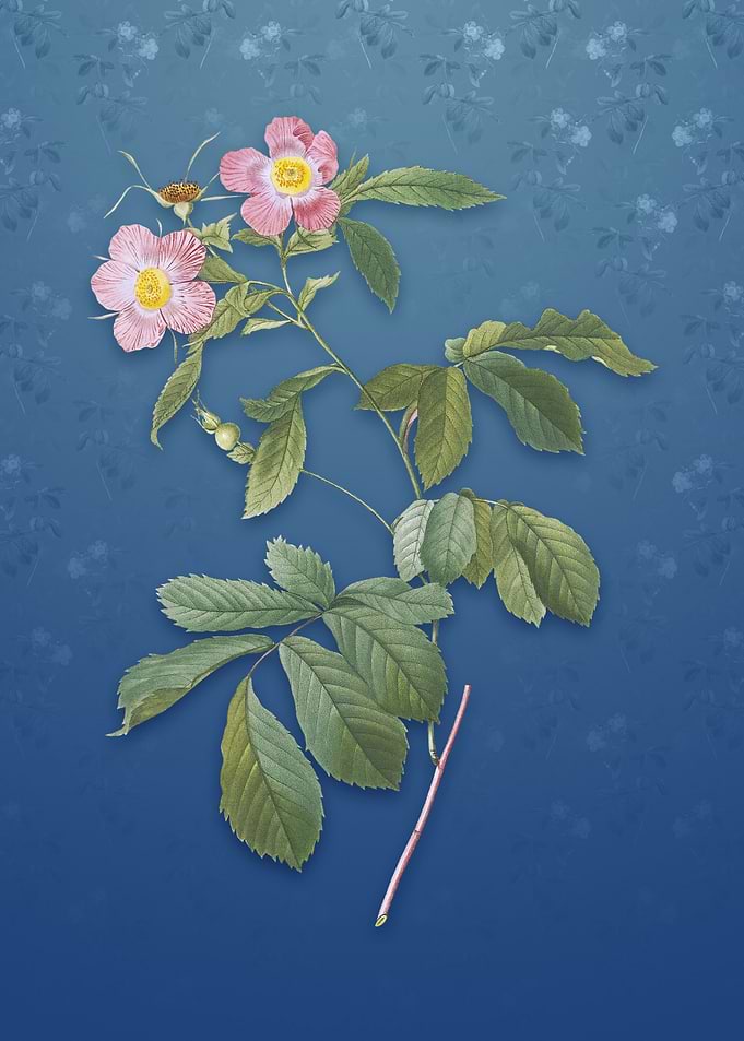 Vintage Pink Alpine Roses