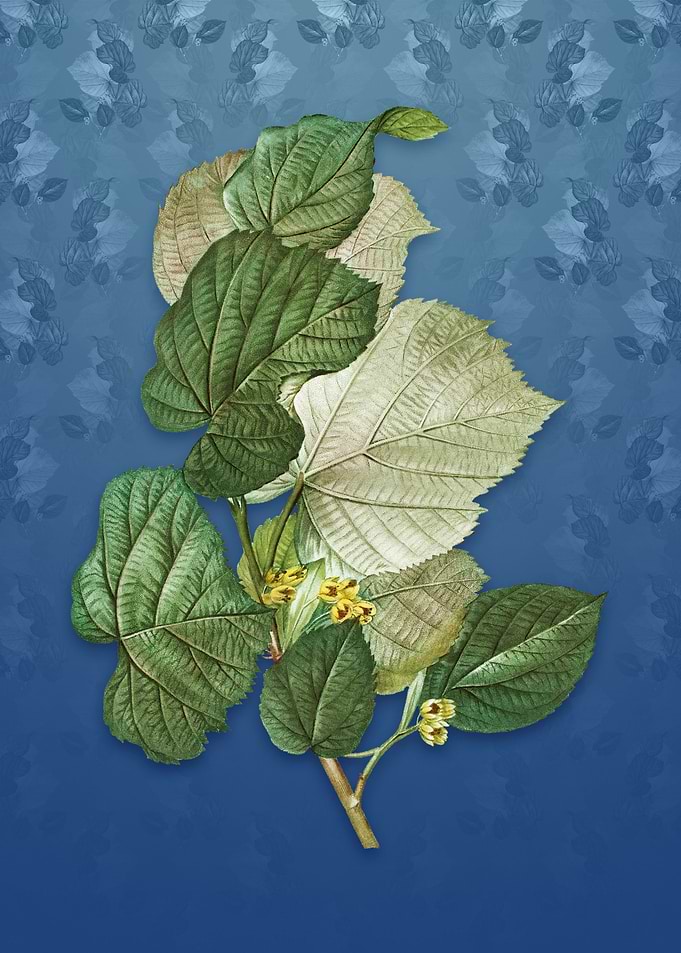 Vintage Linden Tree
