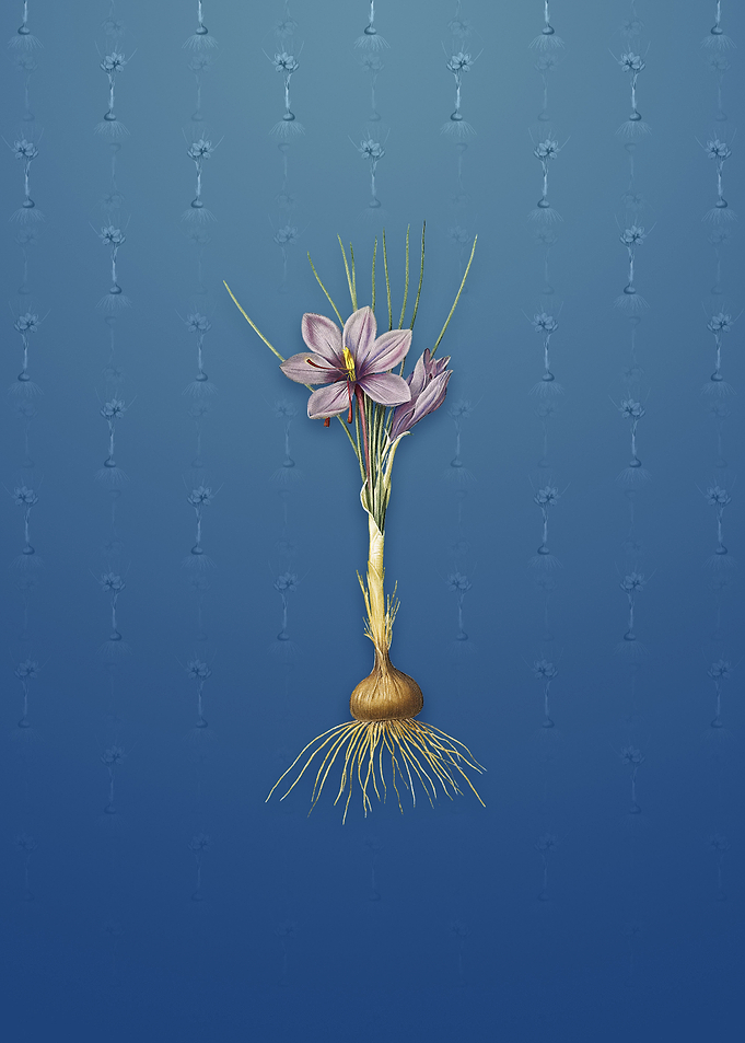 Vintage Crocus Sativus