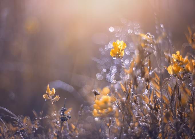 Summer meadow with flowers