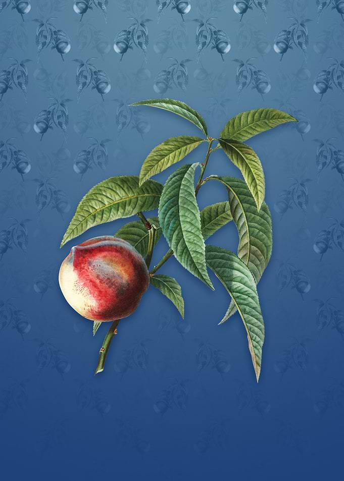 Peach on Bahama Blue