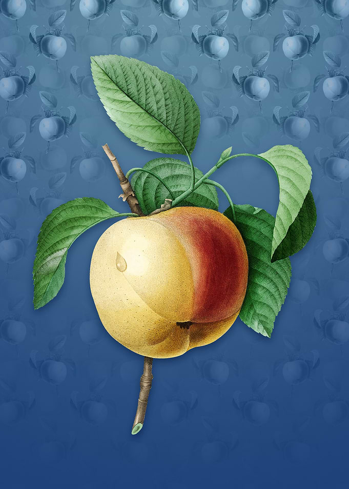 Snow Calville Apple