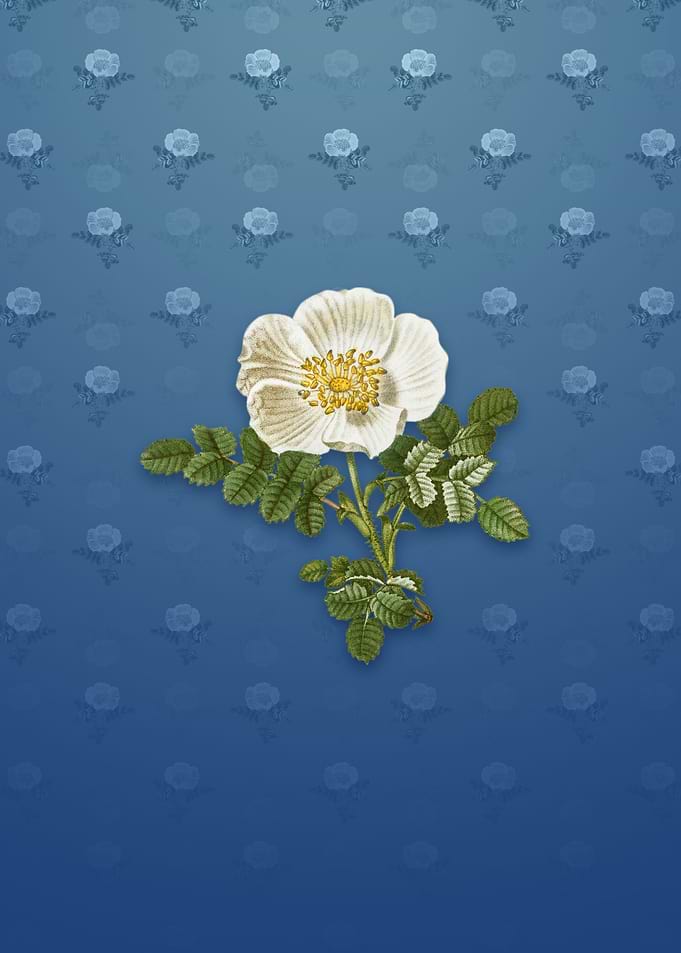 Vintage White Burnet Rose