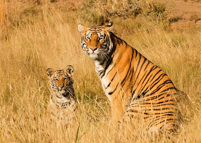 Tiger Animal