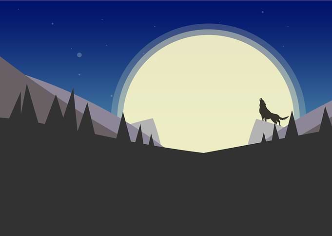 Wolf on night